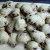 Vegan Ginger and Cherry Cookies